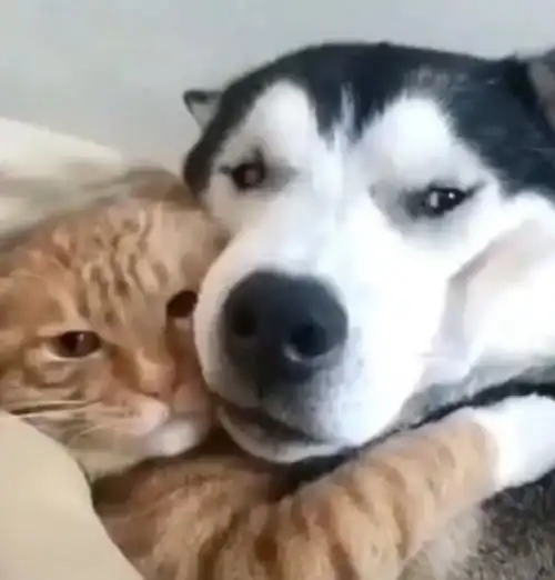 橘猫抱着哈士奇不撒手,橘猫感受到我的爱了吗二哈有点勒
