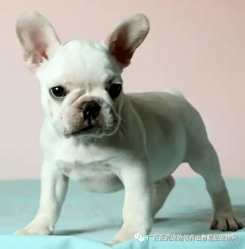 广东地区本地商家出售法国斗牛犬幼犬包健康签购宠协议丶三证齐全丶支持上门自提丶广东全省送货上门无死角丶全国配送到家