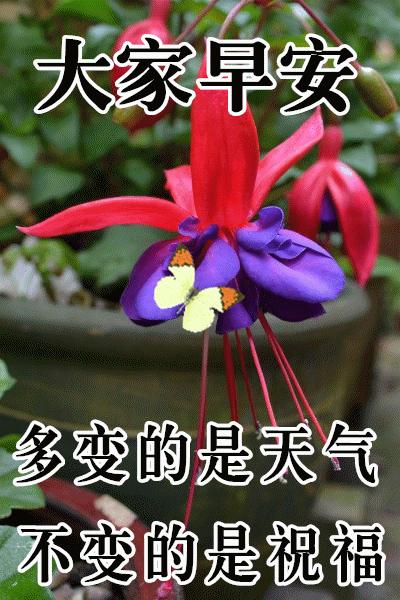 早上好暖心的祝福语句,早上最漂亮的问候表情图片

