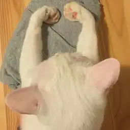 你收藏了哪些有关猫的好看的图片

