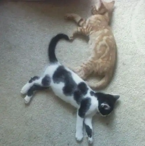 猫咪的甜蜜睡姿治疗失眠治愈心灵
