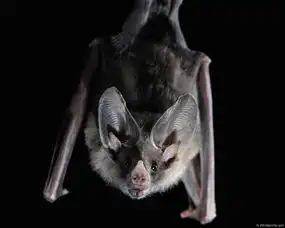wildlifepic
