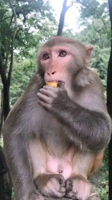 猴子厉害了,会吐核
