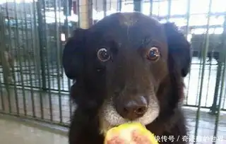 一组关于狗狗的搞笑图片,背后的故事承包了我一年的笑点
