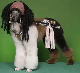 饲养贵宾犬的不同造型,你喜欢哪个