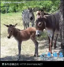 来福岛搞笑图片笑话大全第276页

