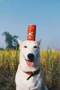 世界上最幸福的流浪狗
