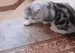 搞笑沙雕图片猫咪