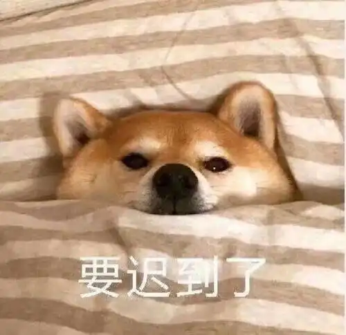 狗年摸狗头,万事不用愁搞笑频道

