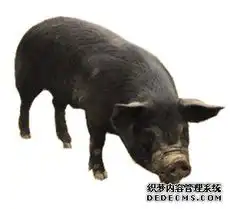实地考察丁磊养猪细节历时一年考察养猪强国
