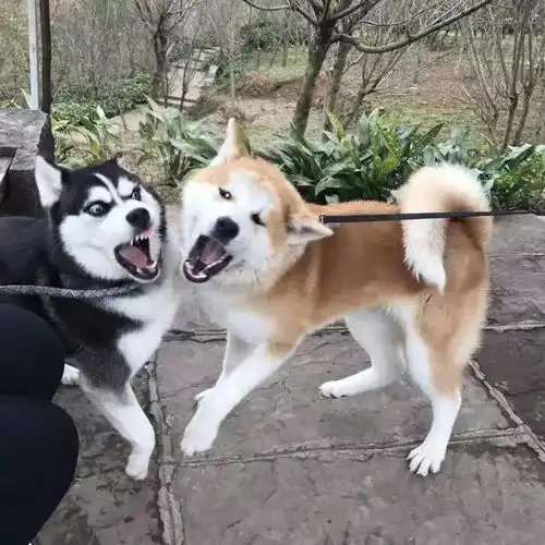 当柴犬遇上哈士奇,两个表情包交战,真是笑得停不下来
