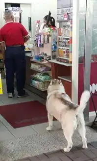 哈士奇图片搞笑打劫