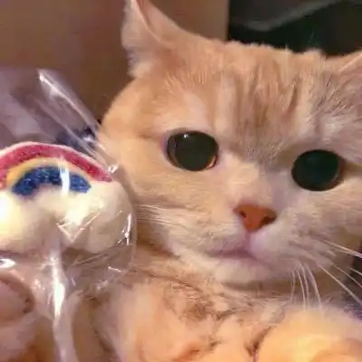 头像可爱猫咪头像
