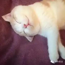 盘点让人忍俊不禁的搞笑动物萌态
