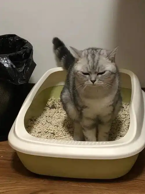 有些猫注定成为表情包,因为太丑了
