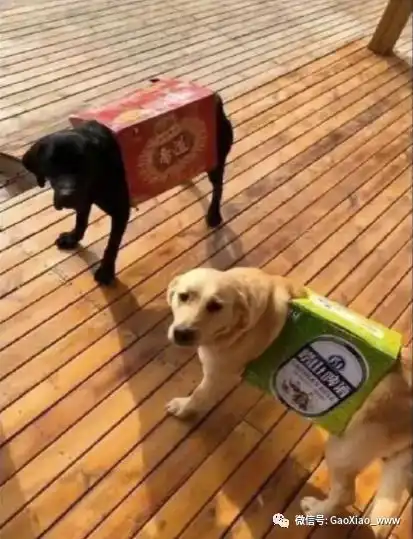 搞笑图片狗子,终究还是错付了
