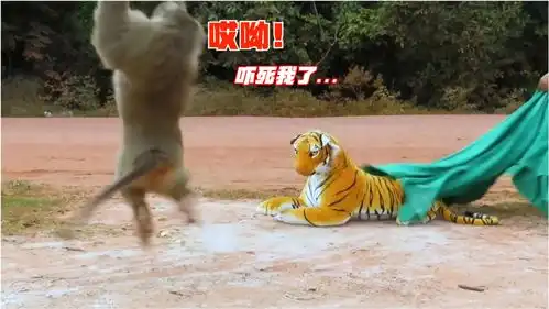爆笑萌宠狗狗跟猴子遇到老虎,会有什么表情