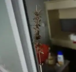 搞笑图片女汉子打蚊子就是这么霸气
