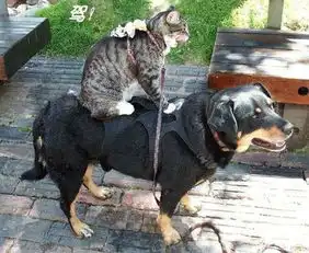 松狮犬照片松狮照片新坐骑猫猫狗狗的快乐生活keaiduo520
