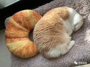 搞笑喵星人图片小集锦,猫咪真是太逗了
