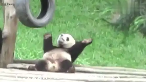 熊猫躲在门后想吓唬一下饲养员,不料门突然开了,下一秒太搞笑了
