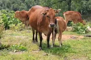 国家牛肉地理
