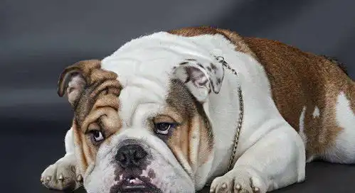 世界上最贵的犬排名,最贵的犬品种排行榜,第一名就问你服不服
