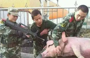 搞笑杀猪
