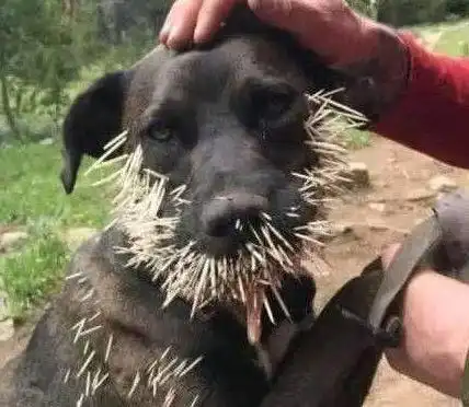 搞笑图片叫你不要去惹豪猪,满嘴的猪刺知道了吧
