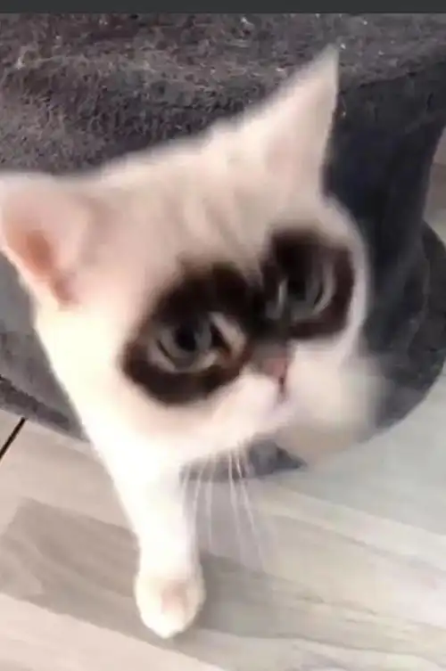 最近熬夜越来越厉害,猫咪的黑眼圈也越来越严重
