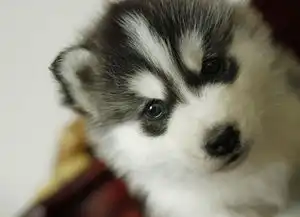 萌宠图片第30期雪橇犬哈士奇