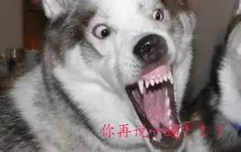 哈士奇表情大全装13必备,拿走不谢
