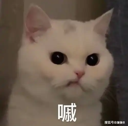 可爱搞笑表情包图片最新热门沙雕
