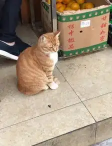 做模特开快递修车煎章鱼烧,别人家的猫咋啥都会
