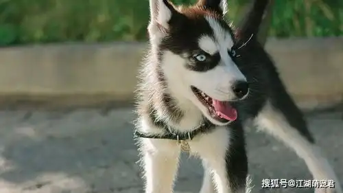下面5种狗狗,如果送你其中一个,你选哪一个