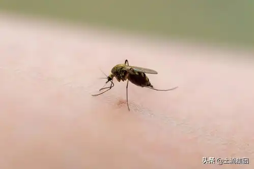 蚊子可以别咬我了吗今日头条
