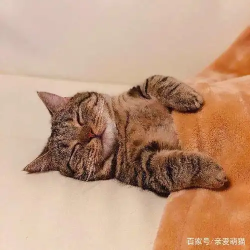宠主拍下狸花猫咪入睡的全过程,那可爱的睡姿,实在太搞笑了
