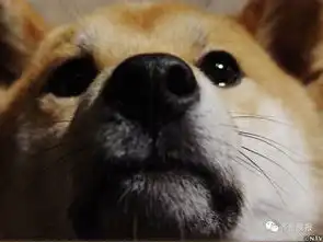 泪目16岁柴犬北登去世你的表情包里肯定有它