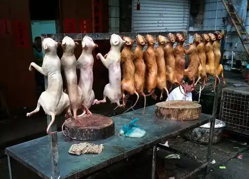 玉林狗肉节死灰复燃冬天开始刮起一股疯狂吃狗肉的风
