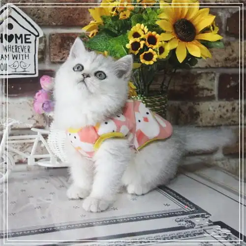 图英短银渐层幼猫英国短毛猫矮脚小猫幼崽活体宠物猫贵阳宠物猫贵阳列表网