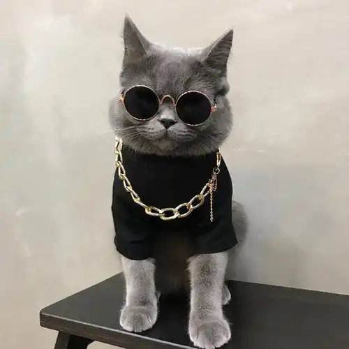 英短猫泪痕怎么去除
