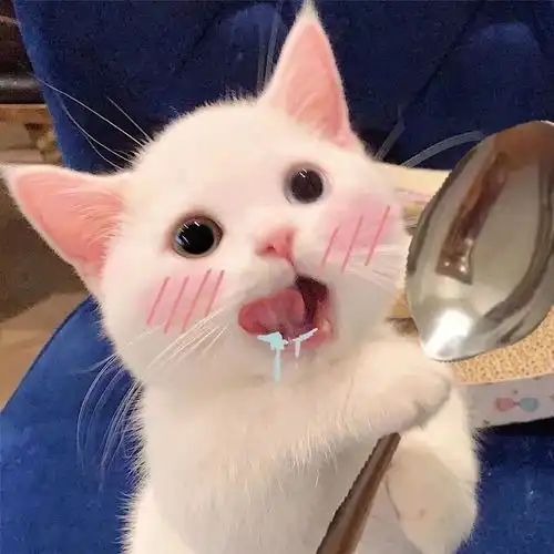 有没有可可爱爱的猫咪闺蜜头像或者猫咪情侣头像
