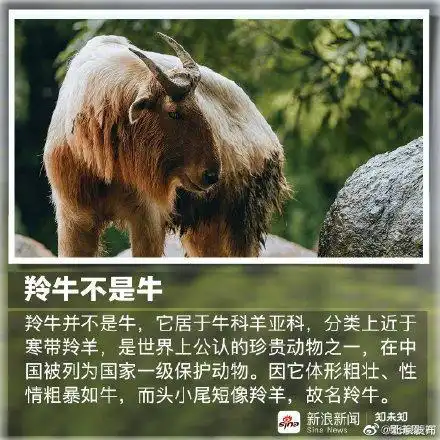 这些有趣的动物界里的冷知识你知多少
