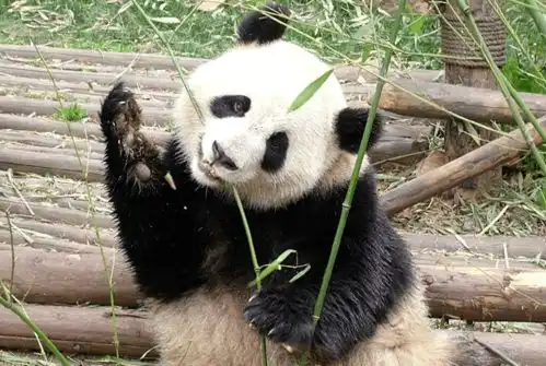 为什么老虎狮子都不吃熊猫,熊猫求你查一下老子以前叫什么