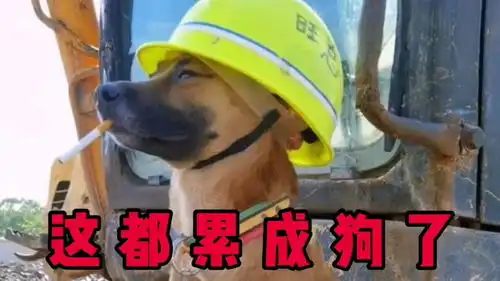 搞笑配音谁说干工程不累,这给我们李师傅都累成狗了
