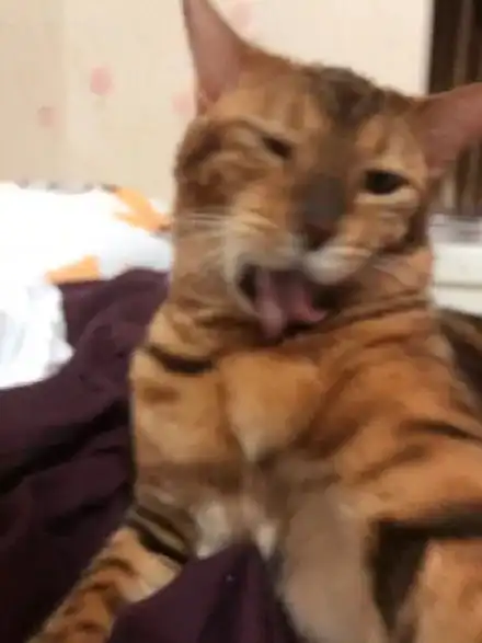 火爆网络的猫咪丑照大赛表情包你随便做,论颜艺喵星人输过谁