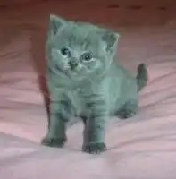 朋友家刚下的小猫,请问这是卡特尔猫还是英短啊品种纯吗