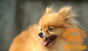 分享,博美犬松鼠犬种介绍
