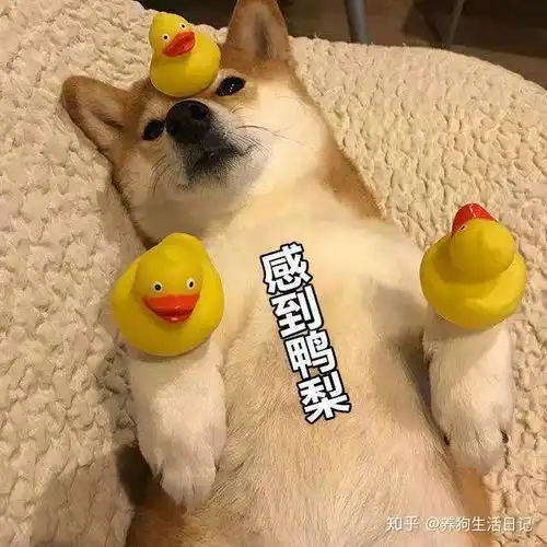 狗狗为什么嘴巴巨臭原来都是它的锅
