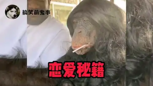 动物爆笑配音人猴情未了,猴姐的恋爱秘籍年度搞笑名场面
